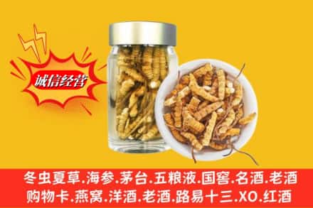 许昌魏都区回收散虫草
